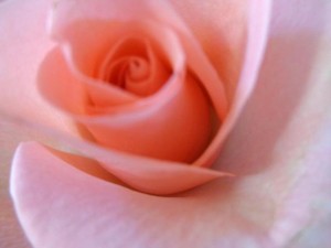 pink-rose